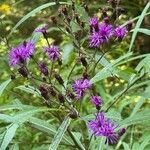 Vernonia noveboracensisFlors