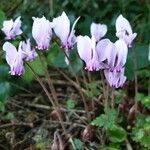 Cyclamen purpurascensBlomma