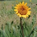 Wyethia angustifolia Habit