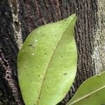 Tessmannia africana Leaf