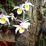 Dendrobium crepidatum Habitus