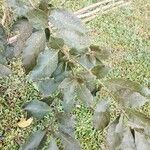 Cordia alliodora Hoja