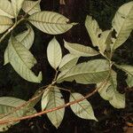 Pouteria austin-smithii Hoja