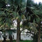 Sabal palmetto 形態