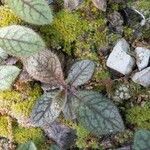 Hieracium venosum Leaf