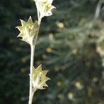 Onobrychis aequidentata Fruit