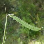 Lathyrus angulatus Fruct