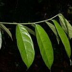 Trophis racemosa Blad