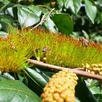 Combretum fruticosum Bloem