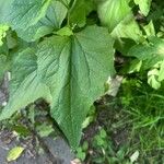Alliaria petiolata Leaf