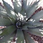 Agave salmiana Liść