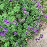 Geranium ibericum ശീലം