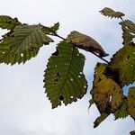 Ulmus laevis Blatt