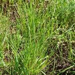 Danthonia decumbens List