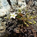 Sabulina verna Blomma