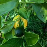 Citrus reticulata Fruto