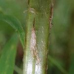 Dryopteris pentheri Blatt