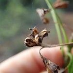 Thiollierea parviflora Fruto