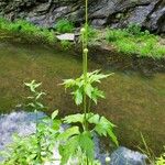 Anemone virginiana Leaf