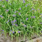 Tradescantia ohiensis Хабит