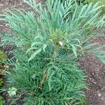 Mahonia fortunei Leaf