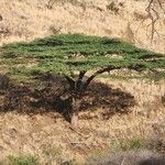 Acacia tortilis Hábitos