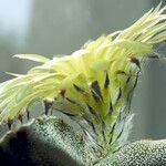 Astrophytum myriostigma Blomst