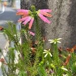 Erica verticillata Kukka