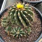 Ferocactus peninsulae ഇല