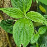 Pouzolzia zeylanica Leaf