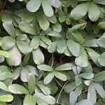 Akebia longiracemosa Leaf