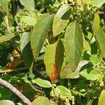 Aristotelia chilensis Fuelha