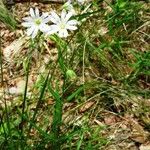 Stellaria holostea Hábito