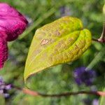 Clematis viticella Yaprak