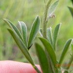 Indigofera hilaris Hoja