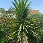 Yucca aloifolia Folha