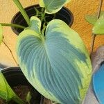 Hosta sieboldiana叶