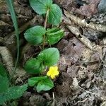 Lysimachia nemorumFlower