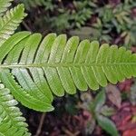 Thelypteris decussata Leaf