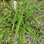 Zephyranthes robusta 叶