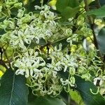 Lomatia silaifolia Flower