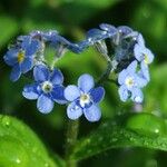 Myosotis sylvaticaFlor