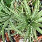 Dyckia encholirioides Fulla