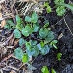 Viola riviniana Leaf