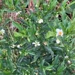 Solanum pseudocapsicumFlower