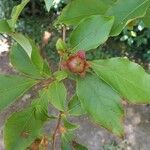 Stewartia rostrata Fruto