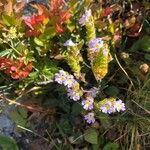 Euphrasia alpina Flor
