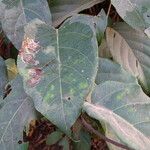 Nauclea latifolia Folio