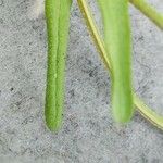 Valeriana eriocarpa Folha