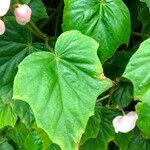 Begonia formosana Leaf